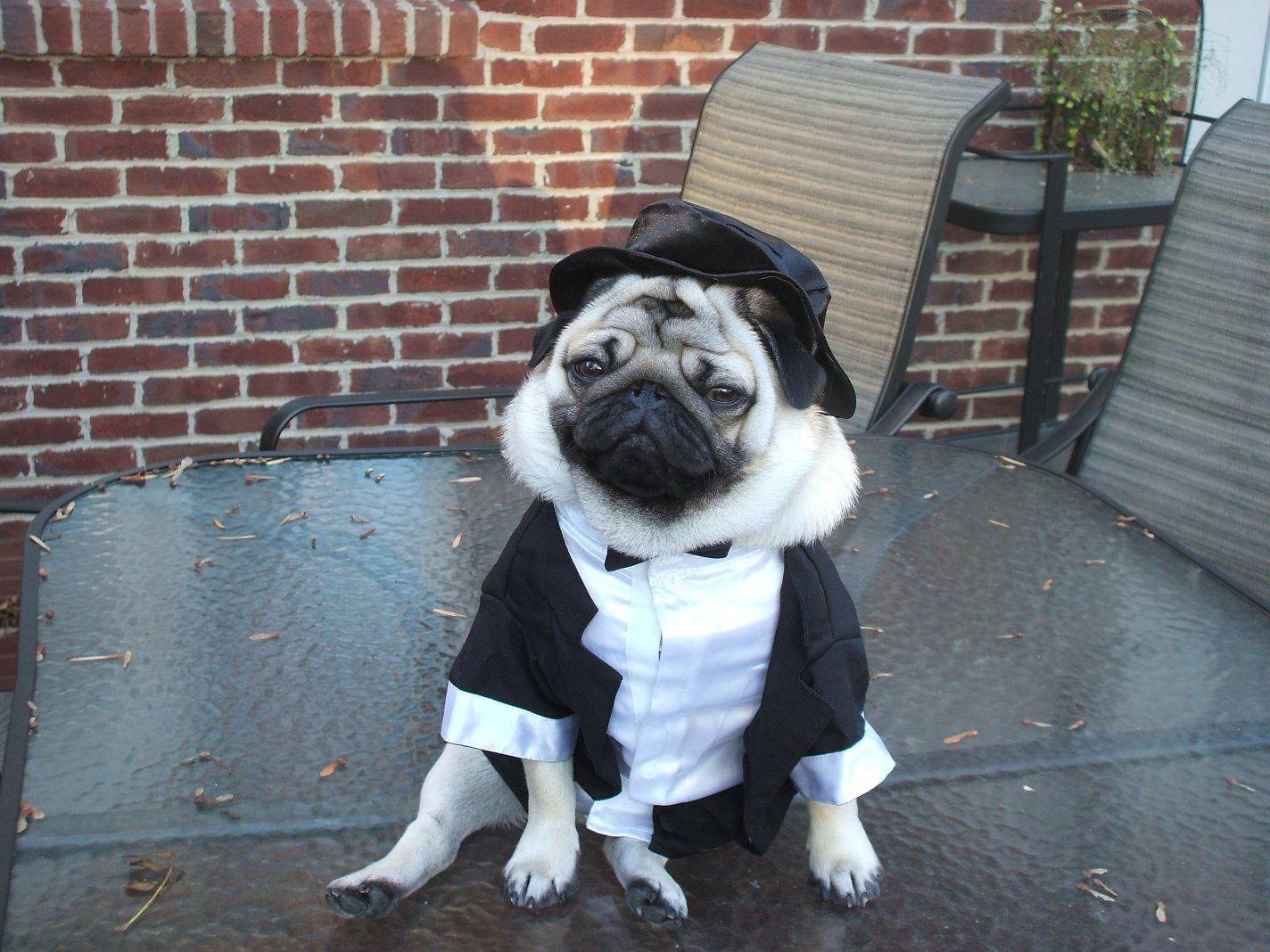 pug free to home glasgow quot n pugs quot pug free to home glasgow quot n pugs quot