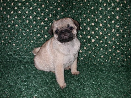 pug free to home glasgow pictures pug free to home glasgow pictures