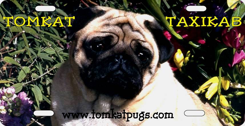 pug free to home glasgow pictures pug free to home glasgow pictures